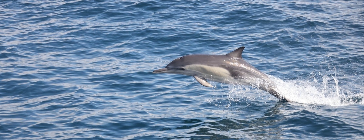 Dolphins Watching